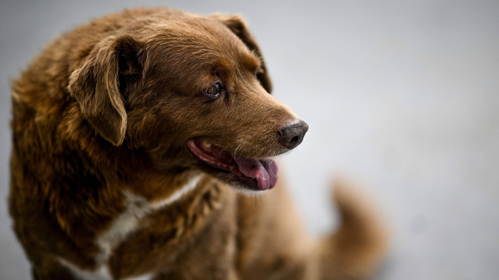 Bobi pictured in February 2023. (Patricia de Melo Moreira/AFP/Getty Images via CNN Newsource)