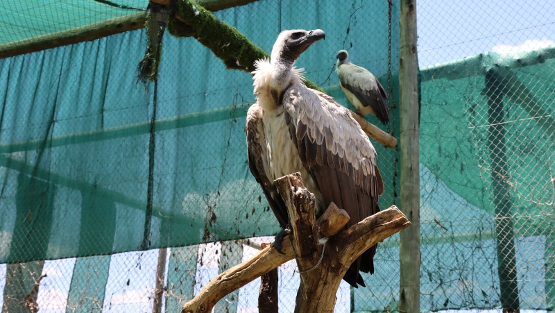 An African White-backed vulture (closest to camera) at the VulPro rehabilitation centre near Pretoria, South Africa. (Gertrude Kitongo/CNN)

