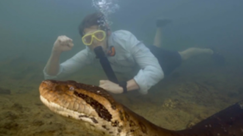 New species of giant anaconda discovered 