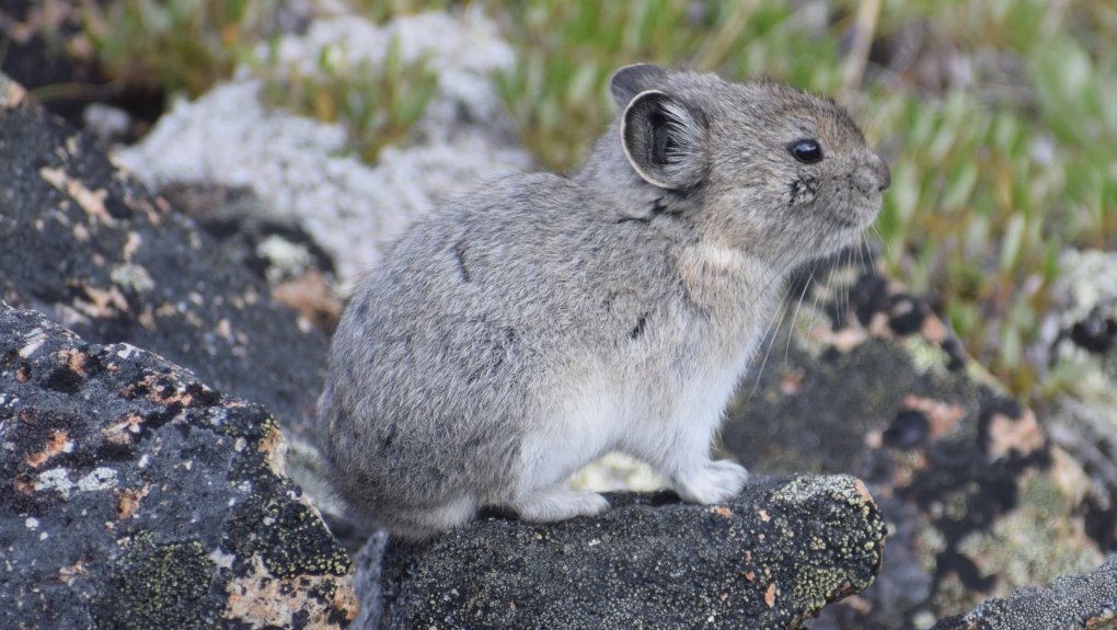 Collared Pika 