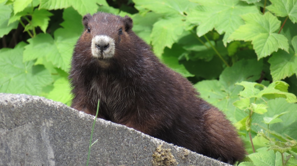 Vancouver Island marmot