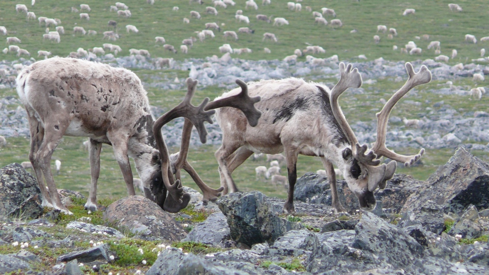 Arctic caribou