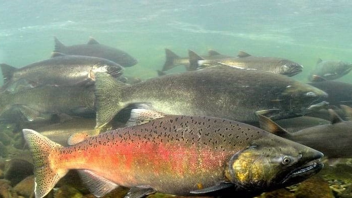 Chinook salmon