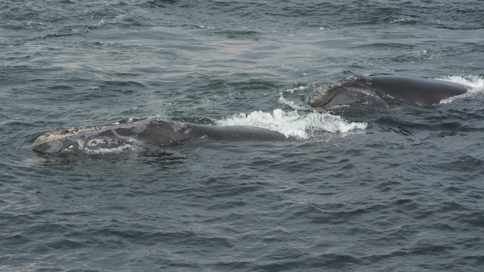 right whale calf