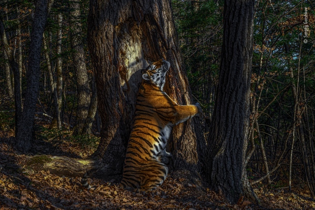 Sergey Gorshkov <br><br>
Winner 2020, Animals in their Environment, GRAND TITLE WINNER<br><br>
With an expression of sheer ecstasy, a tigress hugs an ancient Manchurian fir, rubbing her cheek against bark to leave secretions from her scent glands. She is an Amur, or Siberian, tiger, here in the Land of the Leopard National Park, in the Russian Far East. 
The race – now regarded as the same subspecies as the Bengal tiger – is found only in this region, with a small number surviving over the border in China and possibly a few in North Korea. Hunted almost to extinction in the past century,
the population is still threatened by poaching and logging, which also impacts their prey – mostly deer and wild boar, which are also hunted. But recent (unpublished) camera-trap surveys indicate that greater protection may have resulted in a population of possibly 500–600 – an increase that it is hoped a future formal census may confirm. Low prey densities mean that tiger territories are huge. Sergey knew his chances were slim but was determined to take a picture of the totem animal of his Siberian homeland. Scouring the forest for signs, focusing on trees along regular routes where tigers might have left messages – scent, hairs, urine or scratch marks – he installed his first proper camera trap in January 2019, opposite this grand fir. But it was not until November that he achieved the picture he had planned for, of a magnificent tigress in her Siberian forest environment. 
<br><br>Wildlife Photographer of the Year is developed and produced by the Natural History Museum, London

<br><br>Wildlife Photographer of the Year exhibition is on at the Royal Ontario Museum, Toronto, from Nov. 21 to May. 2 